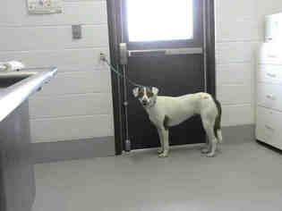 Lab-Pointer Dogs for adoption in Corpus Christi, TX, USA