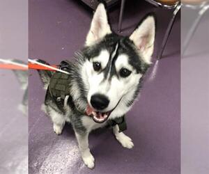 Siberian Husky Dogs for adoption in Long Beach, CA, USA