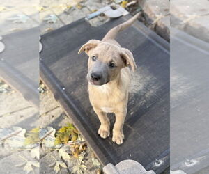 Siberian Husky-Unknown Mix Dogs for adoption in Fenton, MO, USA