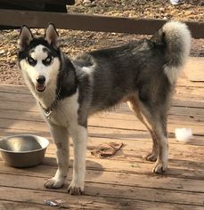 Siberian Husky Dogs for adoption in Parker Ford, PA, USA