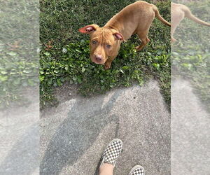 American Pit Bull Terrier-American Staffordshire Terrier Mix Dogs for adoption in Wenonah, NJ, USA