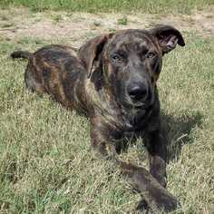 Medium Photo #1 Mountain Cur-Unknown Mix Puppy For Sale in Boston, MA, USA