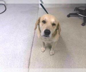 Labrador Retriever-Unknown Mix Dogs for adoption in Tallahassee, FL, USA