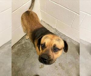 Puggle Dogs for adoption in Rosenberg, TX, USA