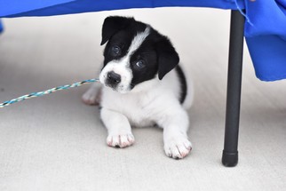 Border Collie-Unknown Mix Dogs for adoption in Frisco, TX, USA