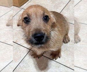 Beagle-Unknown Mix Dogs for adoption in Tracy City, TN, USA