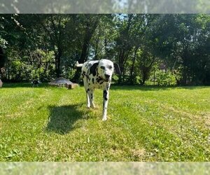 Dalmatian Dogs for adoption in Glen Haven, WI, USA