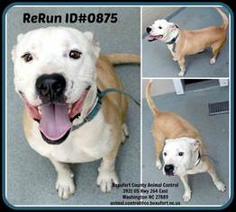 American Bulldog Dogs for adoption in Rockaway, NJ, USA