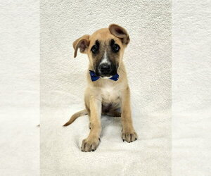 Labrador Retriever-Unknown Mix Dogs for adoption in Brewster, NY, USA