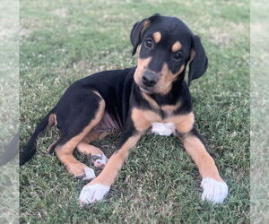 Boxador Dogs for adoption in Boston, MA, USA