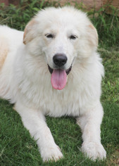 Great Pyrenees Dogs for adoption in PIPE CREEK, TX, USA