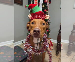 Greyhound-Vizsla Mix Dogs for adoption in Magnolia Springs, AL, USA