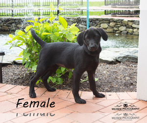 Medium Photo #1 Labrador Retriever-Unknown Mix Puppy For Sale in Sterling, MA, USA