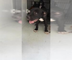 Labrador Retriever Dogs for adoption in Houston, TX, USA