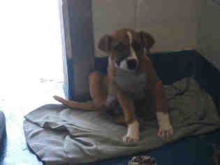 Medium Photo #1 Boxer-Unknown Mix Puppy For Sale in Pearland, TX, USA