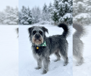 Bearded Collie-Unknown Mix Dogs for adoption in Genesee, WI, USA