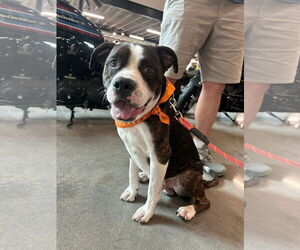 Bulldog-Unknown Mix Dogs for adoption in Germantown, OH, USA