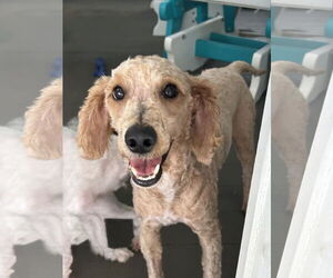 Poodle (Miniature)-Unknown Mix Dogs for adoption in Pacolet, SC, USA
