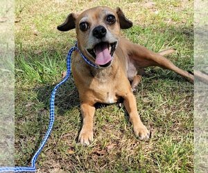 Puggle Dogs for adoption in Bonifay , FL, USA