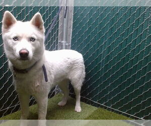 Siberian Husky Dogs for adoption in Downey, CA, USA