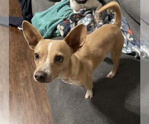 Chihuahua-Unknown Mix Dogs for adoption in Wylie, TX, USA