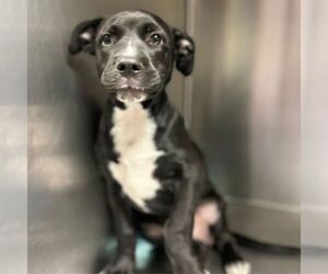 American Pit Bull Terrier-Unknown Mix Dogs for adoption in Conroe, TX, USA