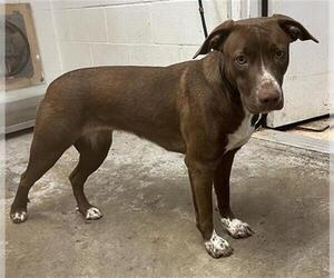 Border Collie-Unknown Mix Dogs for adoption in San Andreas, CA, USA