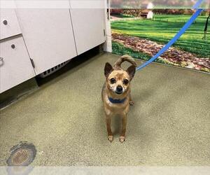 Chihuahua-Unknown Mix Dogs for adoption in Moreno Valley, CA, USA