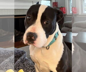 Mutt Dogs for adoption in Rustburg, VA, USA