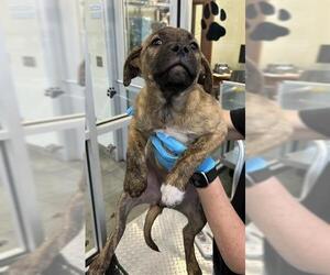 Labrador Retriever-Unknown Mix Dogs for adoption in San Antonio, TX, USA