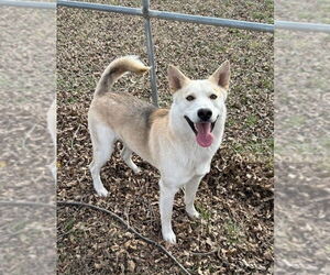 Siberian Husky-Unknown Mix Dogs for adoption in Winter Park, CO, USA