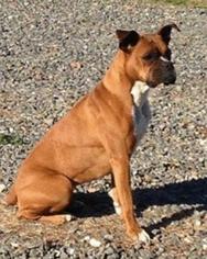 Boxer Dogs for adoption in Winder, GA, USA