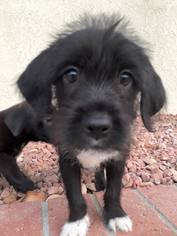 Dachshund-Labrador Retriever Mix Dogs for adoption in See Website, CA, USA