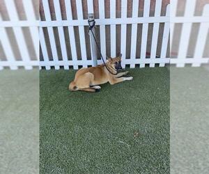 Mutt Dogs for adoption in Modesto, CA, USA