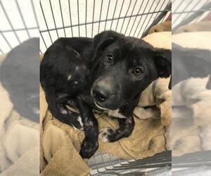 Labrador Retriever Dogs for adoption in Conroe, TX, USA