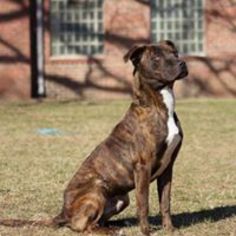 Mutt Dogs for adoption in Oxford, NC, USA