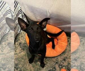 Mutt Dogs for adoption in Woodbury, NY, USA