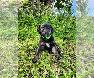 Australian Retriever Dogs for adoption in Oakland Park , FL, USA
