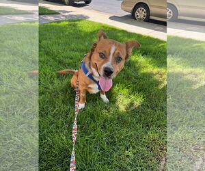 Mutt Dogs for adoption in Aurora, CO, USA