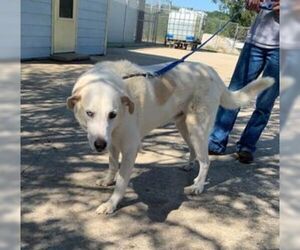 Great Pyrenees-Huskies  Mix Dogs for adoption in Staley, NC, USA