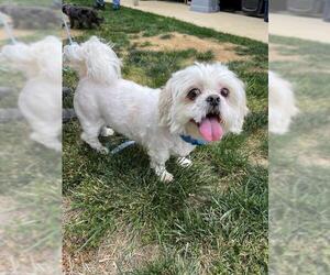 Shih Tzu Dogs for adoption in Waterford, VA, USA