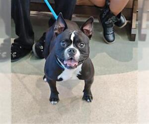 American Staffordshire Terrier-Unknown Mix Dogs for adoption in Upland, CA, USA