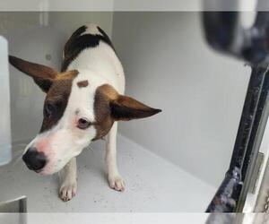 American Pit Bull Terrier-Unknown Mix Dogs for adoption in Houston, TX, USA