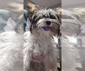 Mutt Dogs for adoption in Plano, TX, USA