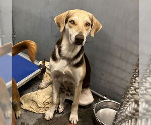 Treeing Walker Coonhound-Unknown Mix Dogs for adoption in Tavares, FL, USA