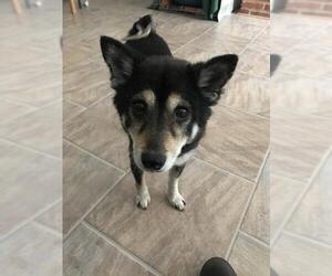 Shiba Inu Dogs for adoption in Alexandria, VA, USA