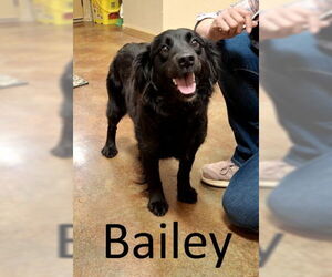 Border-Aussie Dogs for adoption in Mountain View, AR, USA
