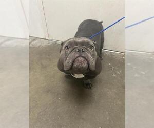 Bulldog-Unknown Mix Dogs for adoption in Rosenberg, TX, USA