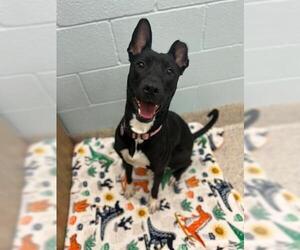 Border Collie-Unknown Mix Dogs for adoption in Brighton, CO, USA