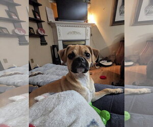 Pug-Unknown Mix Dogs for adoption in Morganville, NJ, USA